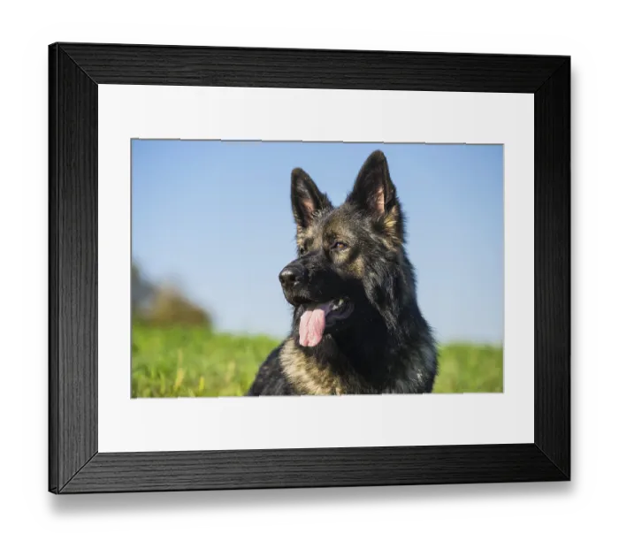 Framed Print : Portrait of a German shepherd dog