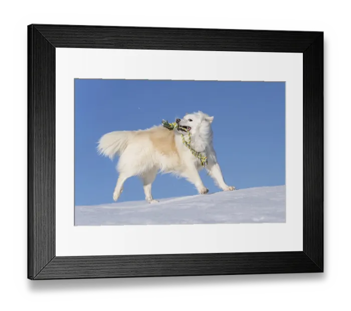 Framed Print : Playing with the rope, Icelandic dog in the snow