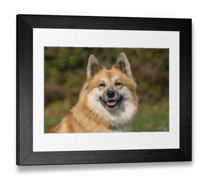 Framed Print : Portrait of an Icelandic dog