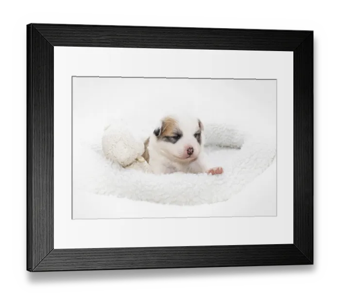 Framed Print : 3 week old Icelandic dog