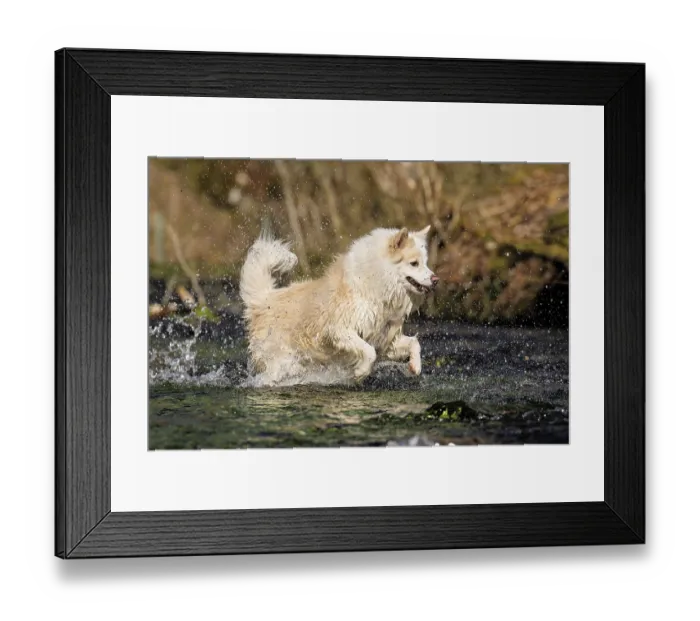Framed Print : My Icelandic dog in luck