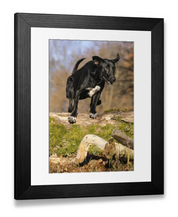 Framed Print : Jumping mixed-breed bitch