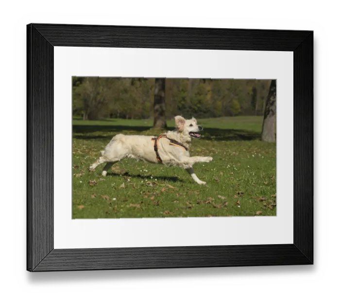 Framed Print : Golden Retriever, running bitch