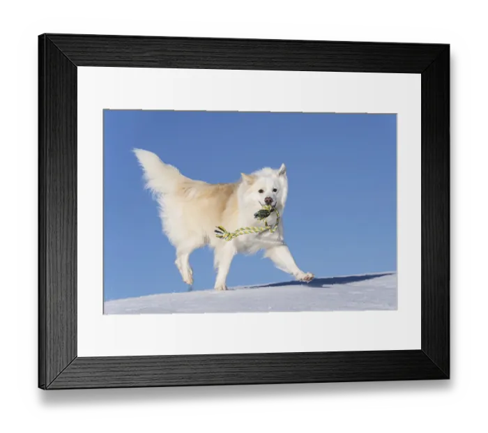 Framed Print : Rope games, Icelandic dog in the snow