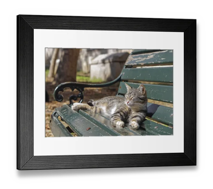 Framed Print : Cat on bench in park sunbathing Framed Print : Cat on bench in park sunbathing