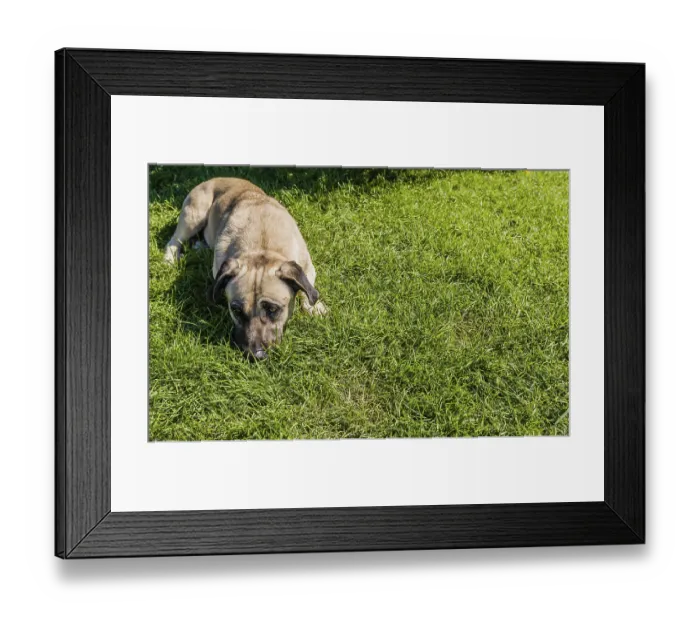 Framed Print : Large brown dog in grass on sunny day on Princess Island in Turkey Framed Print : Large brown dog in grass on sunny day on Princess Island in Turkey