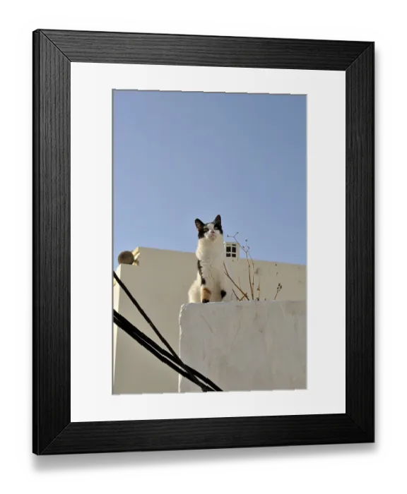Framed Print : Greek cat, felis catus, Greece