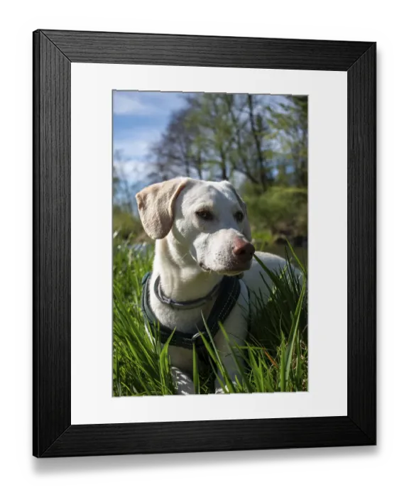 Framed Print : A white dog lies on the riverbank in the sunshine Framed Print : A white dog lies on the riverbank in the sunshine