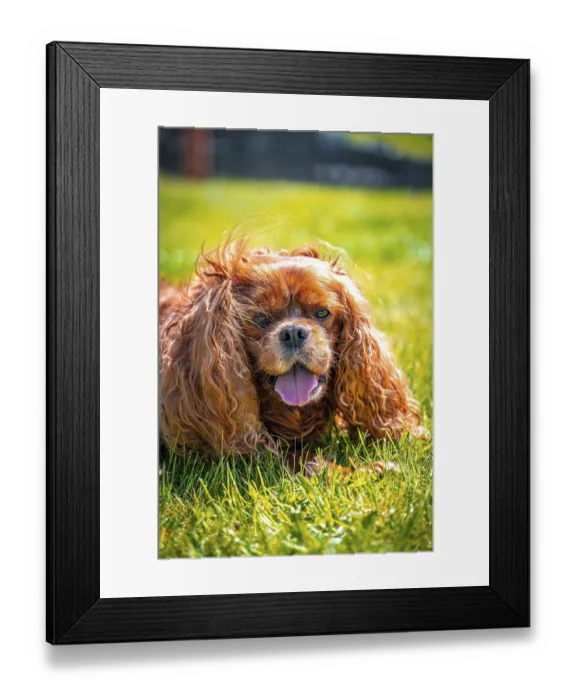 Framed Print : Cavalier King Charles Spaniel domestic dog (Canis lupus familiaris) in a meadow
