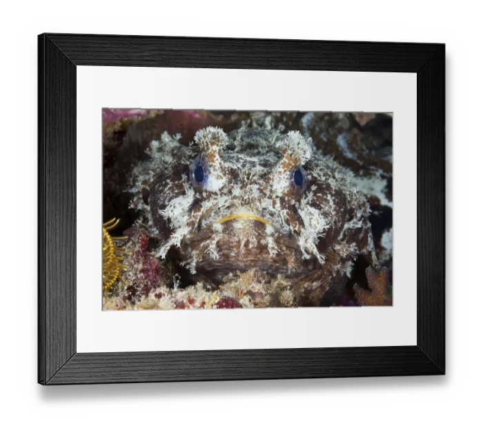 Framed Print : Banded toadfish, Halophryne diemensis