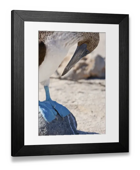 Framed Print : Blue-footed Booby, Sula nebouxii