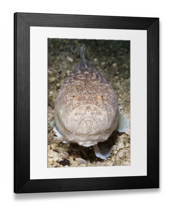 Framed Print : Sky gazer, Uranoscopus scaber, Istria Framed Print : Sky gazer, Uranoscopus scaber, Istria