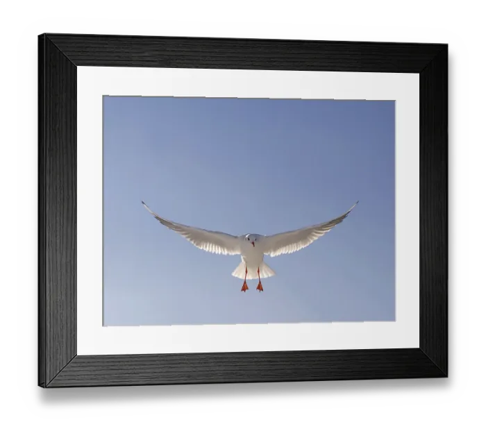 Framed Print : A juvenile black-headed gull (Larus Ridibundus) lands