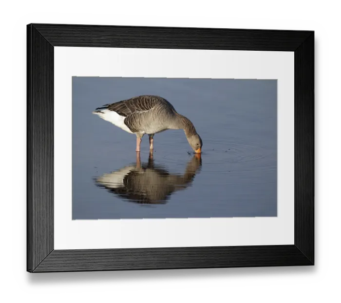 Framed Print : Greylag Goose (Anser anser), adult