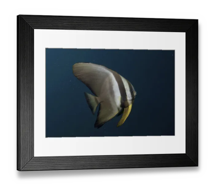 Framed Print : Golden Spadefish (Platax boersii)