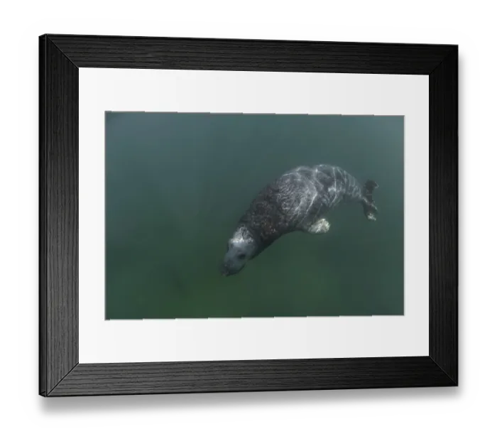 Framed Print : Grey Seal, (Halichoerus grypus) Framed Print : Grey Seal, (Halichoerus grypus)