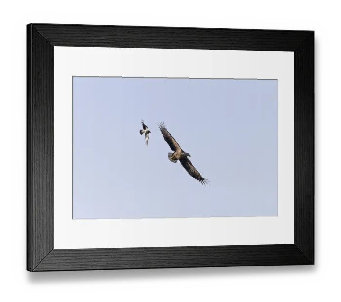 Framed Print : White-tailed eagle (Haliaeetus albicilla) Framed Print : White-tailed eagle (Haliaeetus albicilla)