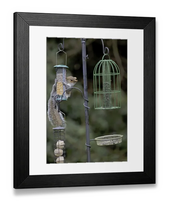 Framed Print : Eastern Grey Squirrel (Sciurus carolinensis) introduced species