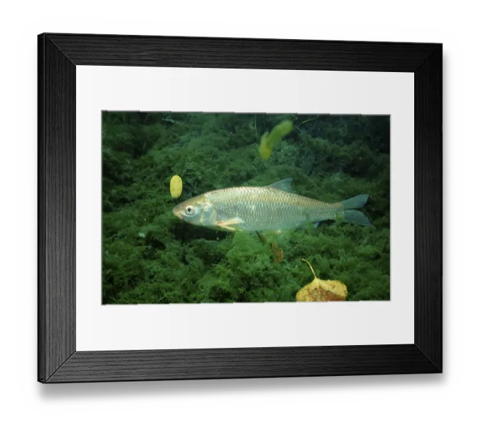 Framed Print : Common dace (Leuciscus leuciscus) Framed Print : Common dace (Leuciscus leuciscus)
