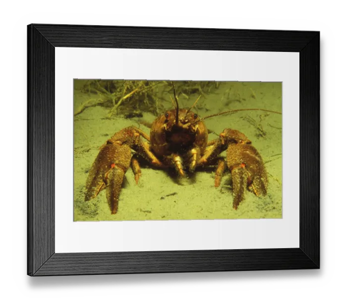 Framed Print : European Crayfish (Astacus astacus) Framed Print : European Crayfish (Astacus astacus)