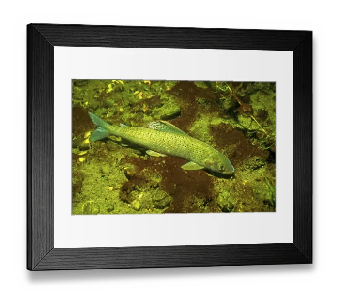 Framed Print : Grayling (Thymallus thymallus), Carinthia, Austria