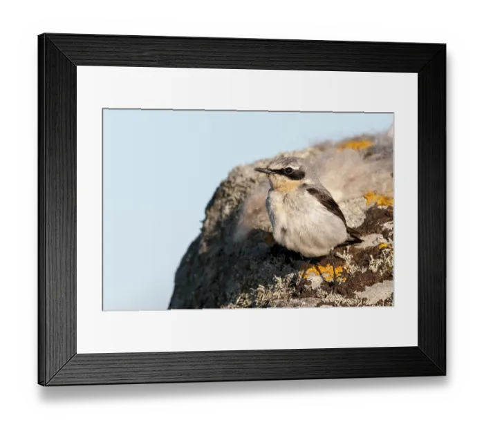 Framed Print : Northern Wheatear (Oenanthe oenanthe)