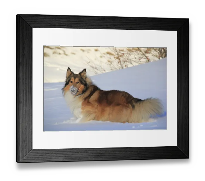 Framed Print : A fluffy dog lying in the snow with snow on its snout Framed Print : A fluffy dog lying in the snow with snow on its snout