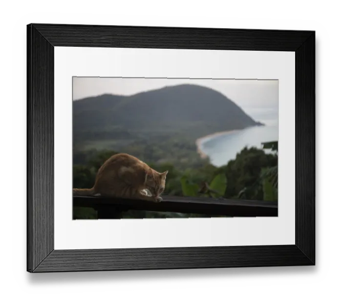 Framed Print : A red cat on a terrace in the foreground Framed Print : A red cat on a terrace in the foreground