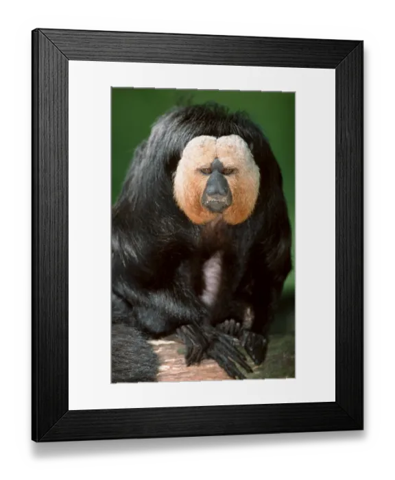Framed Print : Pale-headed Saki, male (Pithecia pithecia)