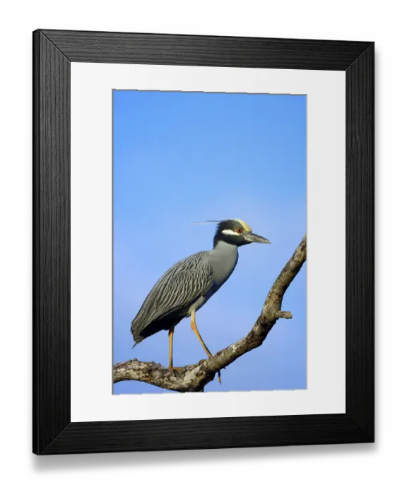Framed Print : Yellow-crowned Night Heron (Nycticorax violaceus) Framed Print : Yellow-crowned Night Heron (Nycticorax violaceus)