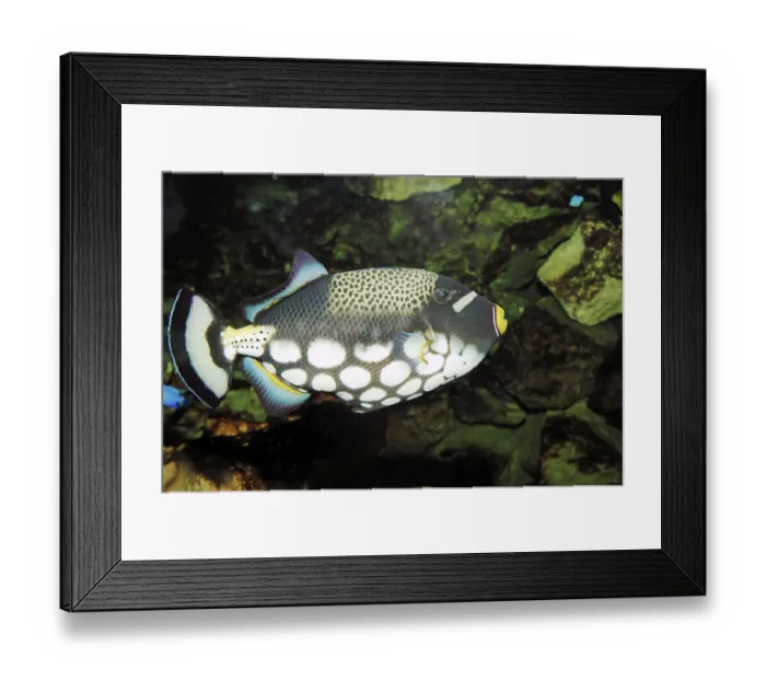Framed Print : Clown triggerfish (Balistoides conspicillum) Framed Print : Clown triggerfish (Balistoides conspicillum)