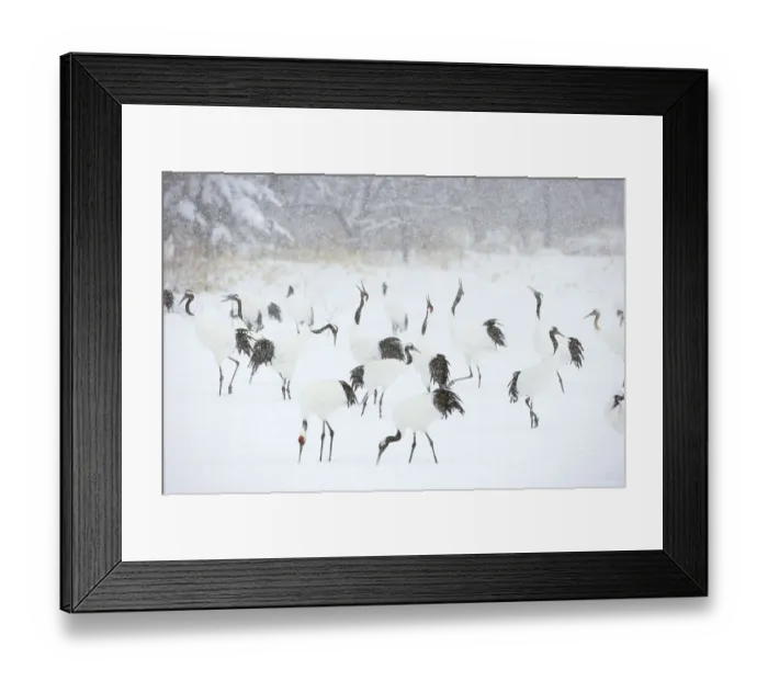 Framed Print : Red crowned cranes, Kushiro-Shitsugen National Park Framed Print : Red crowned cranes, Kushiro-Shitsugen National Park