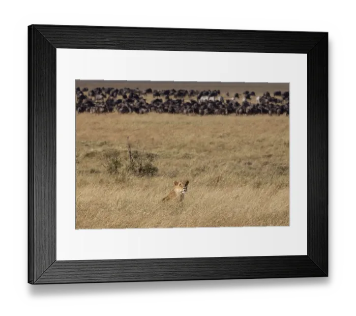 Framed Print : African Lion Lion, lions, predators Framed Print : African Lion Lion, lions, predators