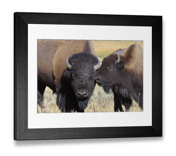 Framed Print : Bison, american bison (Bos bison) Framed Print : Bison, american bison (Bos bison)