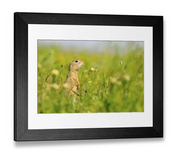 Framed Print : European Souslik (Spermophilus citellus) adult Framed Print : European Souslik (Spermophilus citellus) adult