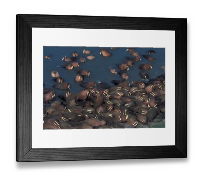 Framed Print : Walrus, walruses, marine mammals