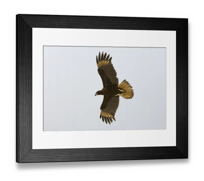 Framed Print : Falkland's Caracara, Falkland's Caracara