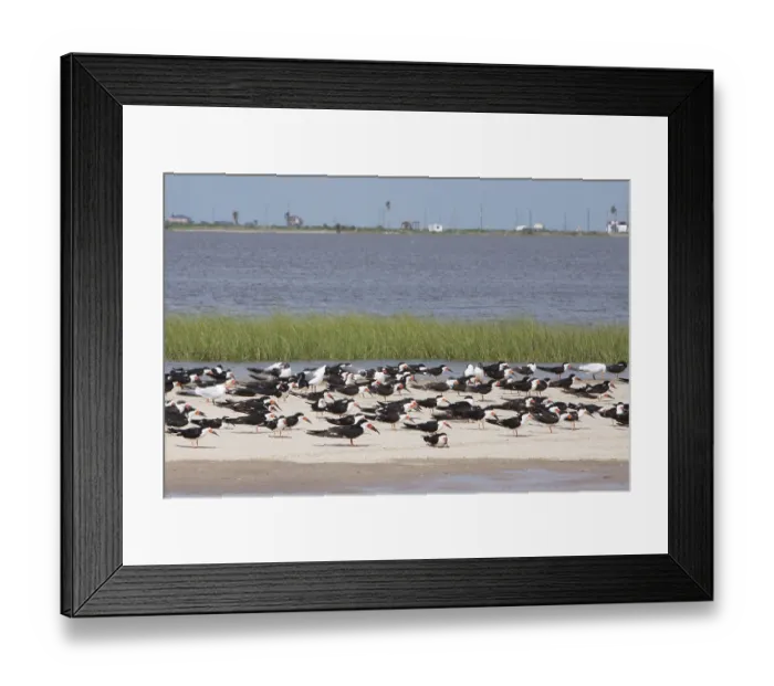 Framed Print : Black Skimmer (Rynchops niger) flock