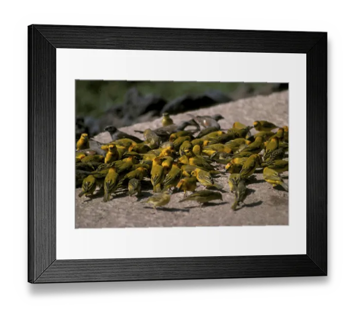 Framed Print : Taveta weaver (Ploceus castaneiceps) Large group feeding on the wall