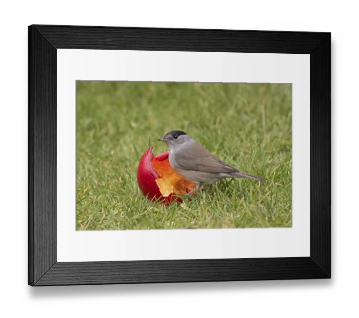 Framed Print : Blackcap, blackcaps (Sylvia atricapilla) Framed Print : Blackcap, blackcaps (Sylvia atricapilla)