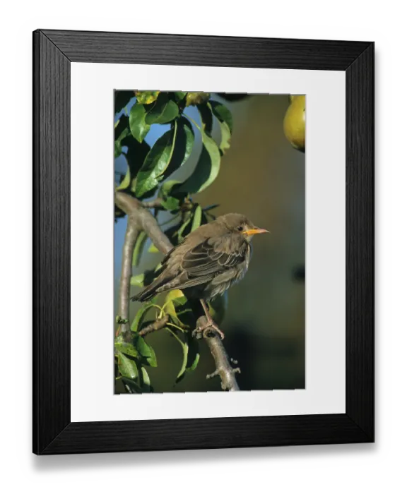 Framed Print : Rose-coloured Starling (Sturnus roseus) juvenile perched on branch