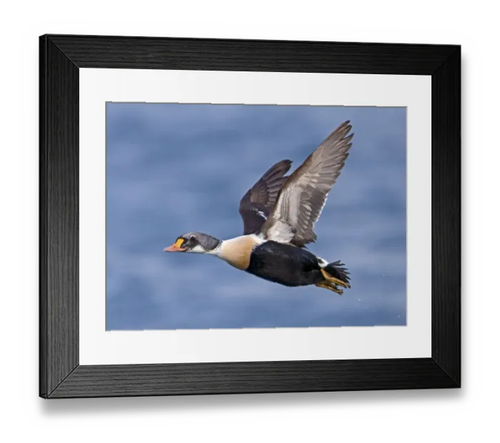 Framed Print : Common Eider, Magnificent Eider Framed Print : Common Eider, Magnificent Eider