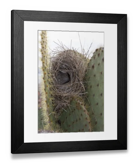 Framed Print : Cactus Ground Finch, Cactus Ground Finch