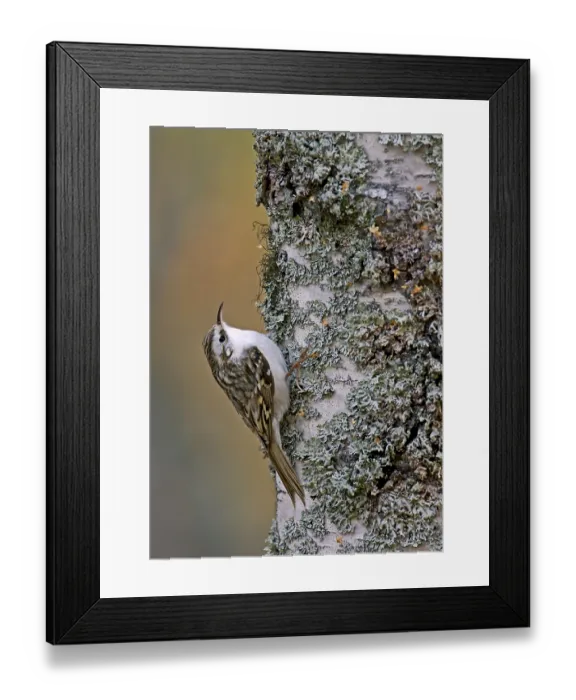Framed Print : Eurasian treecreeper (Certhia familiaris)