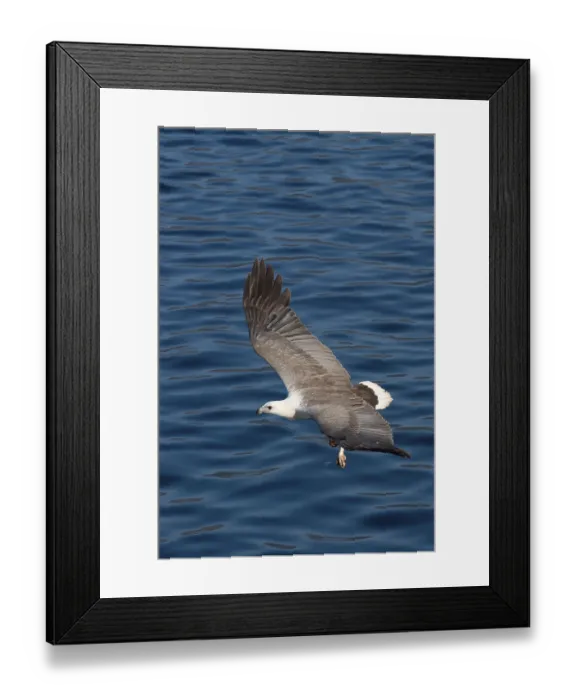 Framed Print : White-bellied sea eagle (Haliaeetus leucogaster) adult