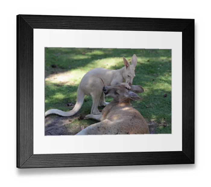 Framed Print : Red kangaroo (Macropus rufus), Red Giant Kangaroo