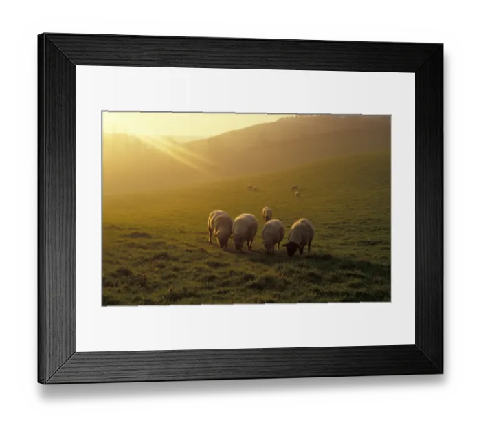Framed Print : Domestic Sheep, flock grazing in field at dusk