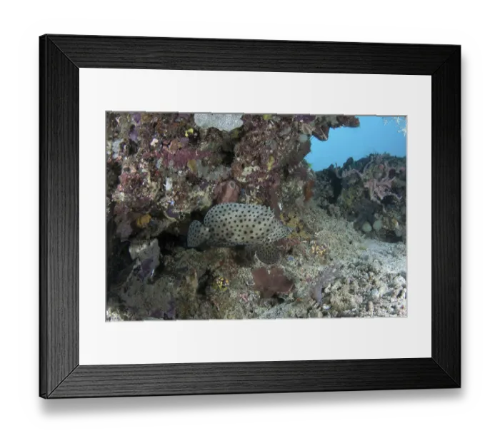 Framed Print : Chromileptes altivelis, Pantherfish