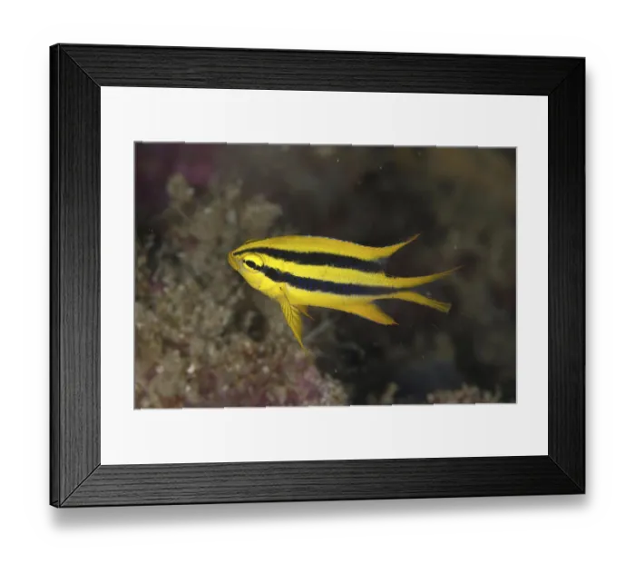 Framed Print : Behn's damselfish, Behn's damselfish