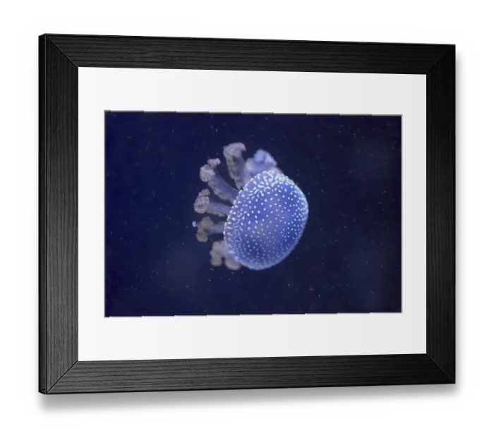 Framed Print : Australian spotted jellyfish (Phyllorhiza punctata)